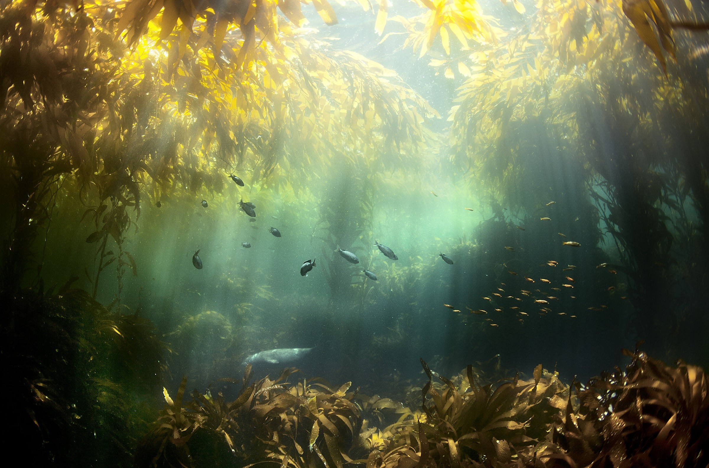 В воде рыбы водоросли. Саргассово море водоросли. Подводный "лес"(Kelp Forest). Келп водоросли. Подводные пейзажи.