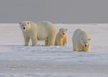 Polar-Bear-Family-Arctic-Unsplash