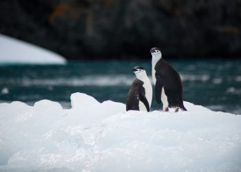 Two-Penguins-Snow-Antarctica-Unsplash